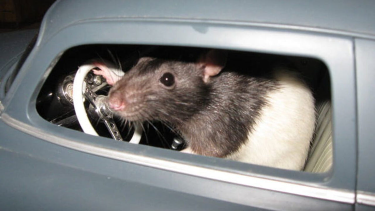 How to Get Rid of Rats from Your Garage?