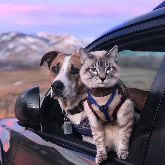 Dog Door Protectors: Car Door Protectors For Dogs or Cats